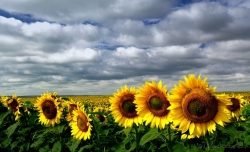 The-Sunflower-Fields-Pano