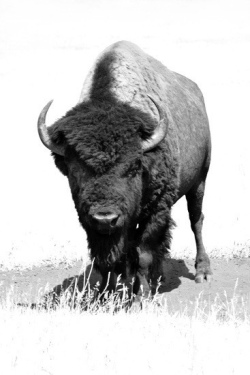 Big-Bull-2
