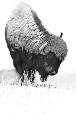 Big-Bull
