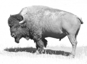 Old-Bull