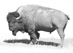 Old-Bull