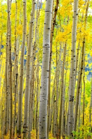 Aspen-Stand
