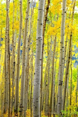 Aspen-Stand