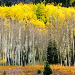 Aspen-Grove