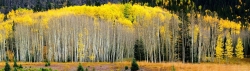 Aspen-Grove