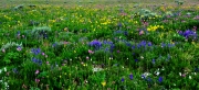 Big-Horn-Wildflowers