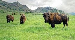 Bear-Butte-Buffalos-Clouds-media