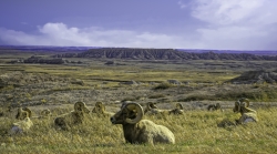 Big-Horns-at-the-Badlands-media