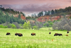 Red-Rocks-and-Buffalo-Media