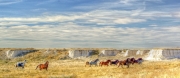 Reservation-Horses-media