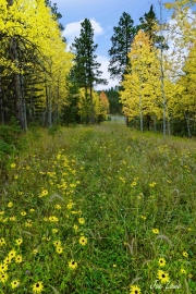 1_Aspens-and-Clouds-signature