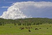 1_Bison-and-Clouds-media