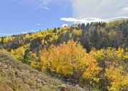 Aspens-and-More-Aspens-media