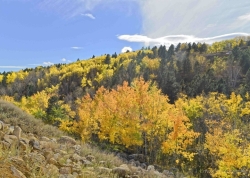 Aspens-and-More-Aspens-media
