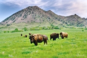 Bear-Butte-Buffalo-media