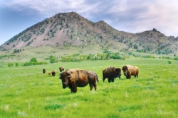 Bear-Butte-Buffalo-media