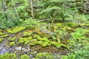 Botany-Canyon-1