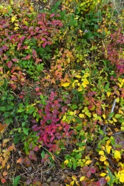 Canyon-Ground-Cover-Colors-media