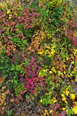 Canyon-Ground-Cover-Colors-media