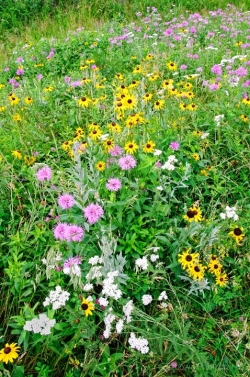 Deerfield-Lake-Wildflowers-1-media