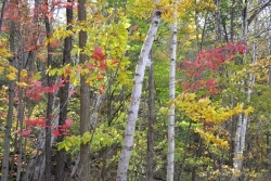 Eastern-SD-Fall-Colors-media