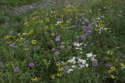 Hill-City-Wildflowers