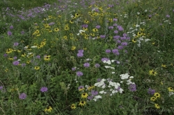 Hill-City-Wildflowers