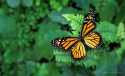Monarch-Butterfly-media