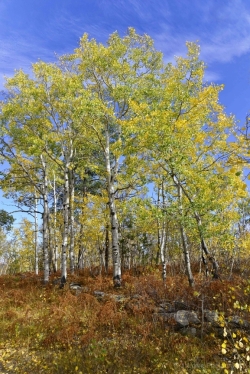 Mt-Rossevelt-Colors-media