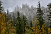 Needles-in-The-Mist