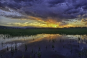 Piedmont-Pond