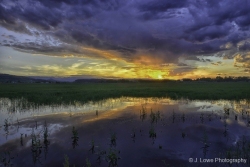 Piedmont-Pond