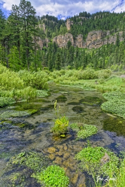 Spring-In-The-Canyon-media