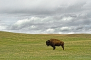 Summer-Storms-and-a-Bison-media