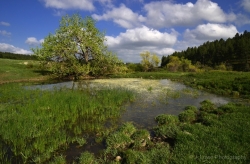 The-at-Custer-State-Park-2-media