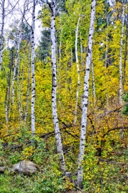 Three-Aspens