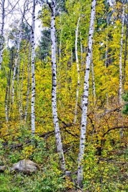 Three-Aspens
