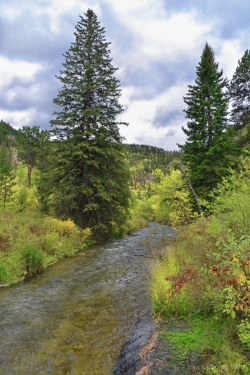 Two-Trees-on-the-Creek-media