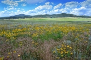 Wildflowers-on-Highway-16-media