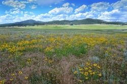 Wildflowers-on-Highway-16-media