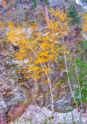 Winter-Aspens