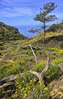 Torre-Pines-Flowers-2