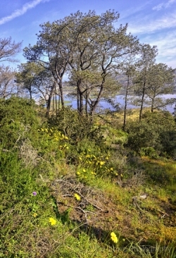 Torrey-Pines-Flowers