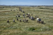 Wagon-Train-media