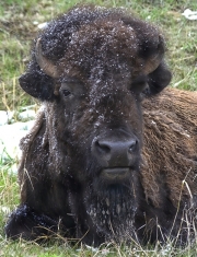 1_Snowy-Bison