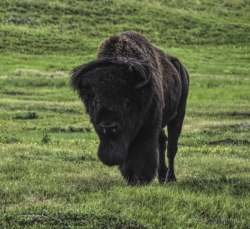1_Windcave-Bison