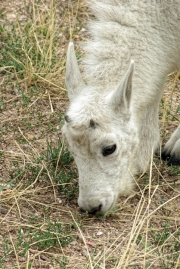 Baby-Mountain-Goat-media