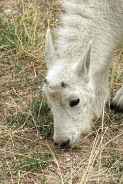 Baby-Mountain-Goat-media