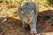 Bobcat-media