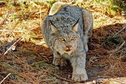 Bobcat-media